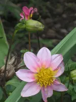 garten 09 016.webp