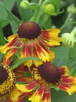 garten 09 018.webp
