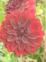 garten 09 019.webp