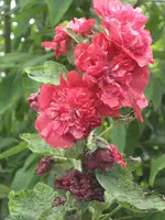 garten 09 024.webp