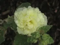 garten 09 025.webp