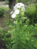 garten 09 011.webp