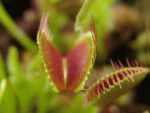 Dionaea_muscipula_closing_trap_animation.gif