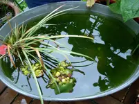 Teich.webp
