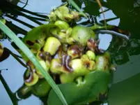 Wasserhyazinthe.webp