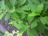 HNI_0040.webp
