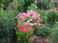 2009_0723Juli0026.webp