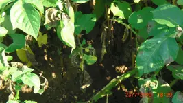 PICT0003.webp