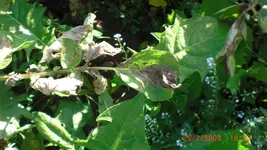 PICT0009.webp