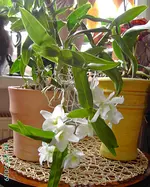PICT4493.webp