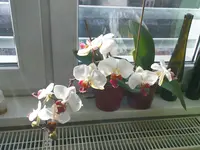 Palaenopsis2.webp