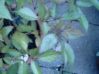 SIMG0124.webp
