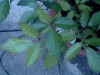 SIMG0122.webp