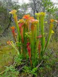 300px-Sarracenia_oreophila_ne3.jpg