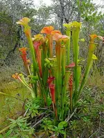 300px-Sarracenia_oreophila_ne3.webp