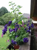 gewächs3.webp