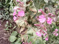 Pflanzen 001.webp