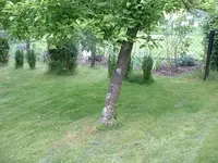 Apfelbaum1.webp