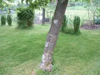 Apfelbaum2.webp