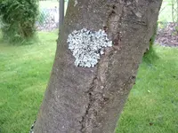 Apfelbaum3.webp