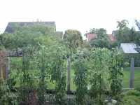 Tomaten 2009.webp