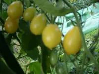 Gelbe Dattelwein Früchte 2009.webp
