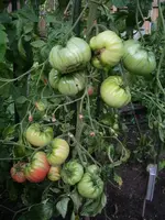 Tomate 2009.webp