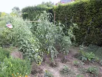 Bild 027.webp