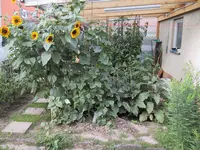Bild 028.webp