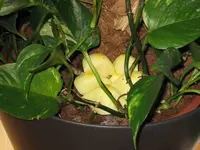 Efeutute Pilz.webp