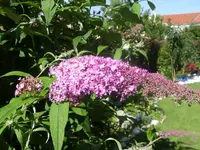 Schmetterlingsflieder.webp