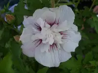 Hibiskus gefüllt.webp