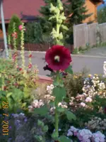 DCP00097.webp