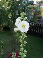 DCP00098.webp