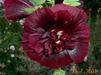 DCP00100.webp