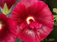 DCP00101.webp