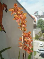 Garten 024.webp