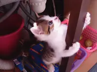 Katzenbabys 24_07_09 015.webp
