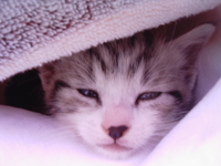 Katzenbabys 16.07.09-2.webp
