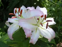 SA500384.webp