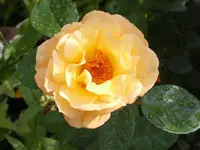 SA500389.webp