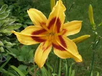 Taglilie-1.webp