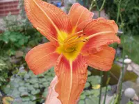 Taglilie-2.webp