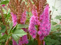 Astilbe.webp