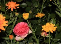 Aldirose Nachblüte.webp