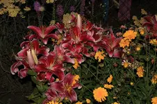 Lilien rosa.webp