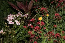 Phlox und Spornblume.webp