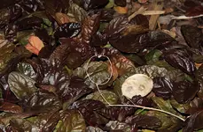 Silbertaler auf Günsel.webp