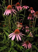 Sonnenhut rosa.webp