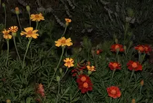 Tagetes gestreift und rot.webp
